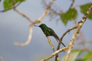 Colibrí
