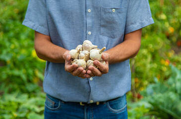 Garlic harvest in the hands of a farmer. Selective focus.