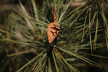 Close-up of a cone on a coniferous tree