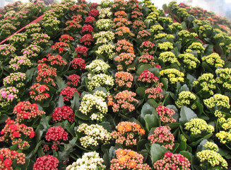 a group with rows of different coloured kalanchoe flowers closeup 