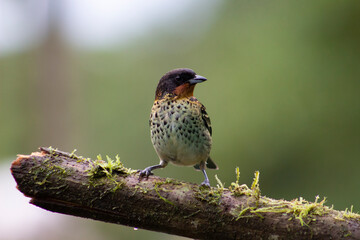 Tangara Golirrufa - Ixothraupis Rufigula