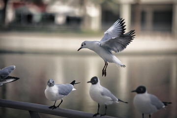 Seagull get together.