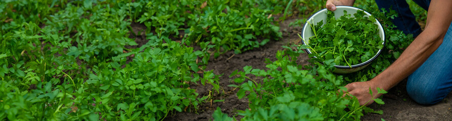 A farmer is harvesting cilantro in the garden. Selective focus.