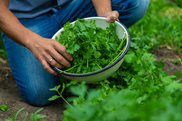 A farmer is harvesting cilantro in the garden. Selective focus.