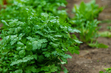 Cilantro harvest in the garden. Selective focus.