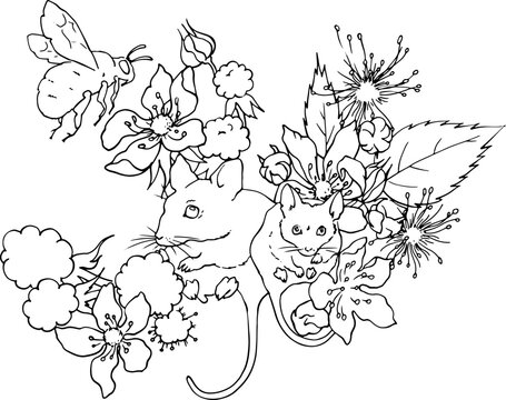 Vole mice in blackberry bushes. Blackberry flowers, leaves and berries with little mice on the branches. Vector image for coloring pages for printing, printing on dishes, packaging of sweets, cosmetic