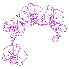 Illustration of orchid flower. Beautiful decorative plant.