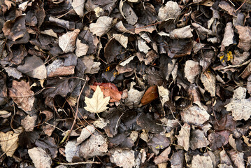 Clump of dry autumn leaves on the ground