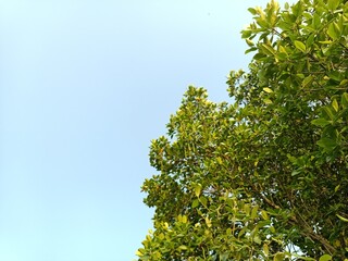 Rhizophora stylosa, the spotted mangrove, red mangrove, small stilted mangrove or stilt-root mangrove, is a tree in the family Rhizophoraceae. 