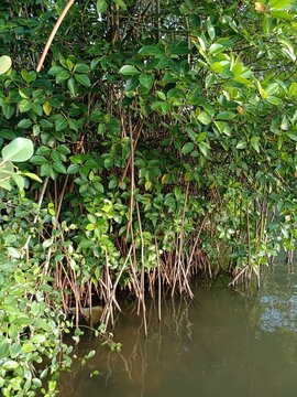Rhizophora stylosa, the spotted mangrove, red mangrove, small stilted mangrove or stilt-root mangrove, is a tree in the family Rhizophoraceae. 