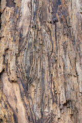 Obraz premium old wood background close up