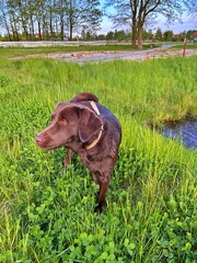 brown labrador, dog on green grass, dog near water, big dog after bathing in the river