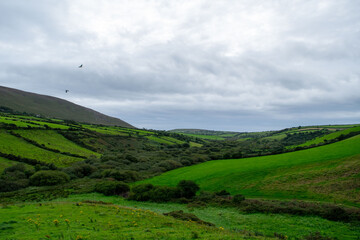 Lush farmland in Kerry, Ireland