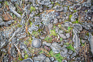 Stones, roots and grass texture