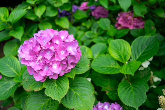 Pink hydrangea bouquet