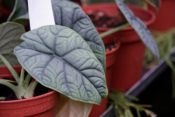 Alocasia Melo with interesting leafs