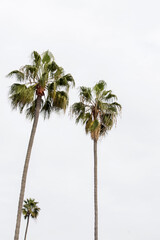 Fototapeta premium California palms over the overcast sky