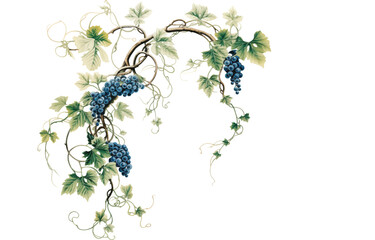 Elegant Grapevine Arrangement on Transparent  Background : A classic illustration of lush grapevines with detailed leaves and ripe clusters of grapes, artistically arranged against a stark black 