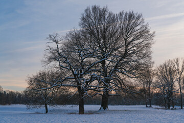 Sunset behind a snow-covered meadow with bare trees.