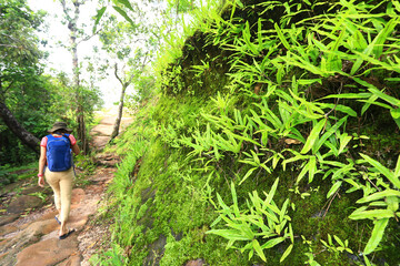 Naklejka na ściany i meble Female tourist enjoys the fullness of the forest. In the nature study route Phu Hin Rong Kla National Park Chaiyaphum Province, Thailand 