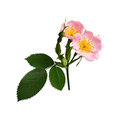 Naklejka na ściany i meble Young rosehip flowers on a stem with leaves and buds isolated on a white background. Element for creating designs, cards, patterns, floral arrangements, frames, wedding cards and invitations.
