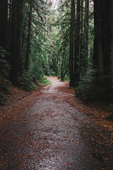 Walk in redwood forest on rainy day