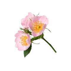 Young rosehip flowers on a stem with leaves and buds isolated on a white background. Element for...