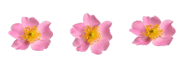 Fototapeta na wymiar Botanical collection. Three rosehip flowers isolated on a white background. Elements for creating designs, cards, patterns, floral arrangements, frames, wedding cards and invitations.