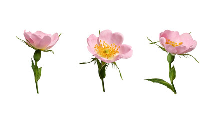 Botanical collection. Three rosehip flowers  isolated on a white background. Elements for creating...