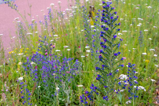 Selective focus of wild flowers growing along street, Echium vulgare or Viper's bugloss and blueweed is a species of flowering plant in the borage family Boraginaceae, Nature floral pattern background