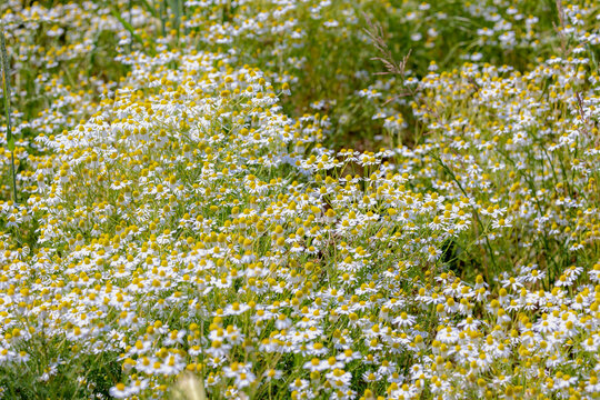 Selective focus of wild white flowers on green grass in the field, Matricaria chamomilla or commonly known as chamomile, Beautiful small flowers German chamomile with yellow pollen, Nature background.