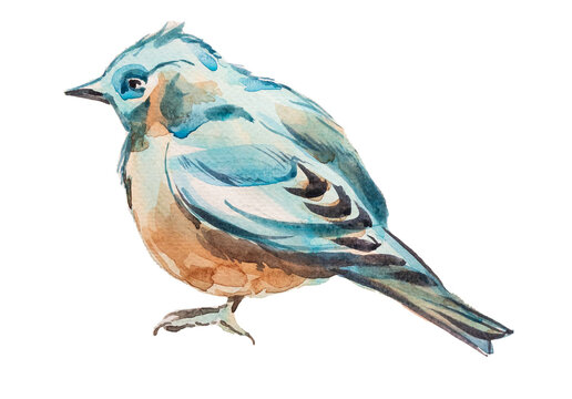 recommend clip art: Watercolor hand painted blue bird illustration isolated on white.