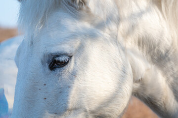 Cheval blanc de Camargue dans le sud de la France. Chevaux &eacute;lev&eacute;s en libert&eacute; au milieu des taureaux Camarguais dans les &eacute;tangs de Camargue. Dress&eacute;s pour &ecirc;tre mont&eacute;s par des gardians.	