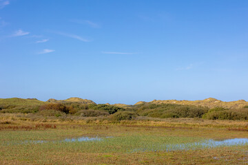 Obraz premium Landscape view of dunes with grass and plants in pond under blue clear sky in summer, Marshland and dike on Dutch Wadden Sea island Terschelling, A municipality and an island in Friesland, Netherlands