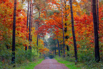 Gravel or soil path in the wood with colourful yellow orange leaves on the tree, Forest in autumn season with soft sunlight shining through the tree and brown leafs on the ground, Nature background.