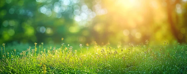 Fotobehang natural grass background with blurred bokeh and sun, spring nature inspired background © Huster