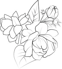 Cute flower coloring pages, jasmine drawing, white jasmine line art coloring page, easy jasmine flower drawing. jasmine flower art, outline jasmine flowers drawing
