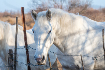 Deux chevaux blancs de Camargue dans le sud de la France. Chevaux élevés en liberté au milieu...
