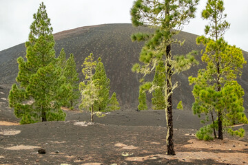 Canary Island pines in the rugged volcanic landscape of El Teide National Park, Tenerife