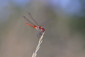 una libellula rossa in estate
