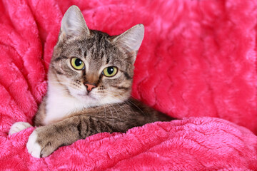 Naklejka premium small cute kitten in the arms of a young woman. Beautiful Kitty is being pampered by her owner. A charming cute cat sits on the arms of its owner. Pets love. Concept of connection and trust.