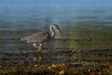 Grey heron on the hunt