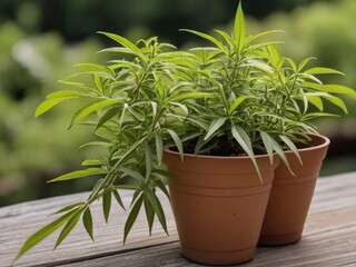 Lemon Verbena (Aloysia citrodora) in the garden