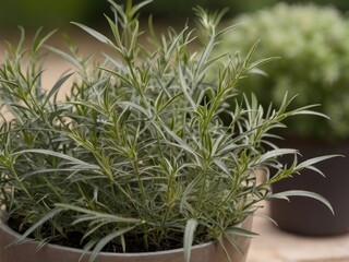 Tarragon (Artemisia dracunculus) in the garden