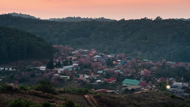 Viewpoint of sunset over Thai tribe village with wild himalayan cherry blooming at Ban Rong Kla