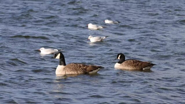 Canada goose (Branta canadensis) with Black-headed gull on the lake
