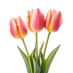 Three elegant blooming tulips, cut out