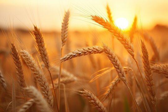 ripening wheat field with sunrise light