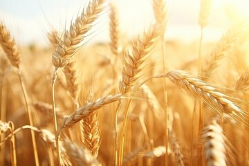 ripening wheat field with sunrise light - obrazy, fototapety, plakaty