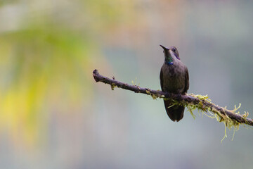 Colibrí © AndraMontano